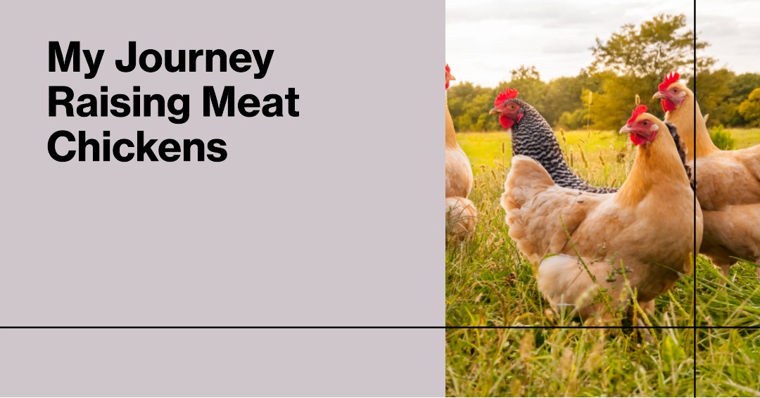 My Journey Raising Meat Chickens